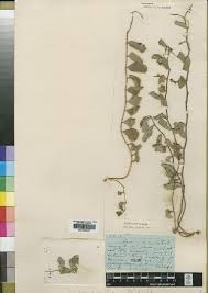 Image result for Indigofera ischnoclada