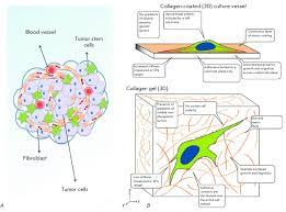 Note that the cancer cells (darkly stained) have invaded the surrounding normal tissue. Malignant Tumor Structure A A Schematic View Adapted From 8 And Download Scientific Diagram