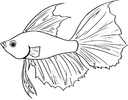 Berikut ini adalah cara menggambar ikan,cara menggambar ikan badut,belajar menggambar untuk pemula adapun bahan dan. 9 Sketsa Gambar Ikan Hias Dan Ikan Konsumsi Yang Mudah Dibuat