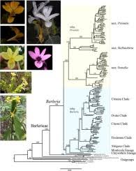 Image result for Barleria setosa