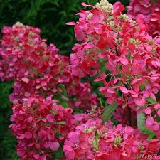Rispenhortensie Diamant Rouge Rispenhortensie Hydrangea Paniculata Garten Schluter