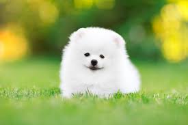 Cani di piccola (e piccolissima) taglia. 13 Razze Di Cani Piccoli Bianchi A Pelo Lungo E Corto