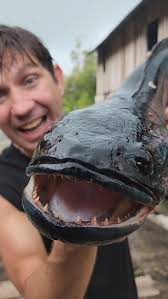 Have you ever seen a fish like this? #snakehead #fish #fishing #Borneo