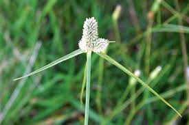 Image result for Kyllinga