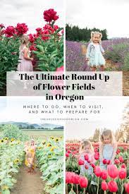 Maybe you would like to learn more about one of these? The Ultimate Round Up Of Flower Fields Around Portland Oregon