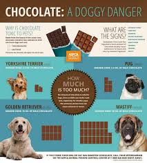A Doggy Danger Chocolate Pet Poison Pet Holiday Pet Safety
