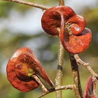 Image result for Samanea leptophylla