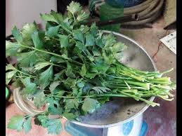 Atau kamu juga penasaran apa saja manfaat daun seledri cara generatif ini adalah cara menanam seledri dengan menggunakan benih yang berupa biji seledri, sementara cara vegetatif adalah cara. Cara Menanam Daun Sop Tanpa Akar Info Kece