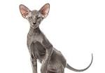 Hairless Peterbald Sphynx