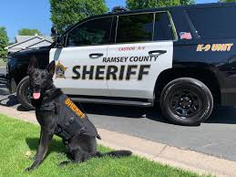 K9 Simo Ramsey County Sheriff S Office Mn