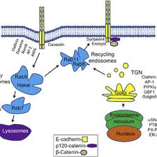 Pdf Dynamics And Regulation Of Epithelial Adherns Junctions Recent Discoveries And Controversies