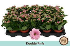 Image result for Kalanchoe rosalina
