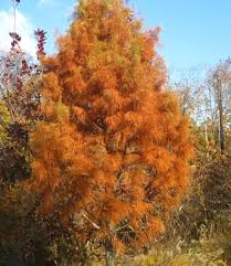Image result for Taxodium