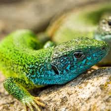 We do not ship cages, feeders or mammals. Pet Shop Birmingham Reptiles Pets Birmingham Reptiles And Pets