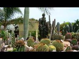 All the cactus are happy by marlene williams. The Cyprus Cactus And Succulent Botanical Garden In Nicosia Cyprus Cacti And Succulents Cactus Cactus Plants