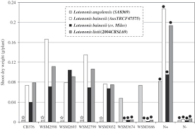 Image result for Lotononis bainesii