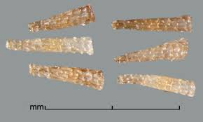 Image result for Alectra vogelii