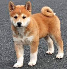 They bond closely with their owners. Shiba Inu Puppies Near Me Cheap Online