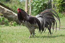 Check spelling or type a new query. Gambar Ayam Philipin Ninja Ayam Philipin Di Kalimantan Harga Joosss Youtube Detail Dari Gambar Ayam Philipin Asegz Muhammadazzaini
