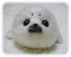Harp Seal Plushie Baby Seal I Need This Like No Really Cute Baby Animals Cute Seals Harp Seal