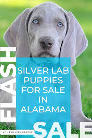 John's water dog of newfoundland. Silver Lab Puppies For Sale In Alabama Friendly Puppies Under 500 In 2021 Lab Puppies Silver Lab Puppies Puppies For Sale