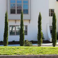 Image result for Cupressus sempervirens