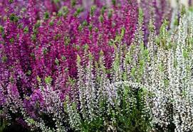 White Heather Heather Plant Plants Heather Flower