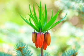 Huge collection, amazing choice, 100+ million high quality, affordable rf and rm images. Close Up Of Fritillaria Imperialis Or Rubra Exotic Flofer Stock Photo Picture And Royalty Free Image Image 152478503