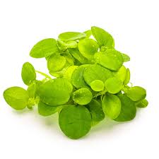 Image result for Limnobium laevigatum