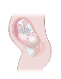Semana 30 De Embarazo Inatal El Embarazo Semana A Semana