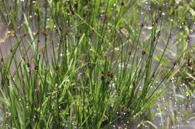Image result for Schoenoplectus muriculatus