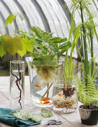 Faire Un Jardin Aquatique Dans Un Vase Jardin Aquatique Interieur Jardin Aquatique Plantes Aquatiques