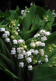Lily of the valley will capture your heart the first time you see it bloom in spring. Lily Of The Valley By Bjz Photographs Lily Of The Valley Flowers Lily Of The Valley Valley Flowers
