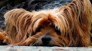 Resist the urge to get a crate that is too large for your little guy. Surviving The Night With Your New Puppy The Housebreaking Bible