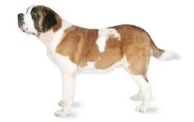 saint bernard dog breed information pictures