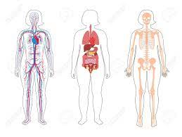 Illustration of an obese woman s internal organs stock photo. Fat Woman Skeleton Internal Organs Circulatory System Anatomy Royalty Free Cliparts Vectors And Stock Illustration Image 142999152