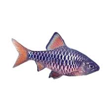 Kenapa ikan hias, karena seseorang melihat daya tarik yang istimewa dari berbagai segi keindahan aneka ragam makhluk air ini. Jual Produk Ikan Hias Air Tawar Checkerboard Barb M Sikumis