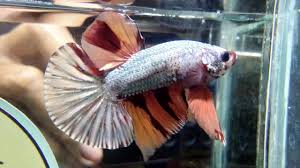 Sangat banyak sekali jenis ikan cupang yang berhasil di temukan. Ikan Cupang Hmpk Cooper Nemo Youtube