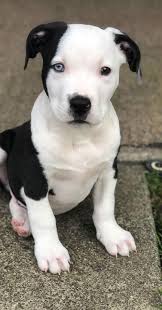 Check spelling or type a new query. Valentine Cuz The Heart On His Chest In 2021 Pitbull Puppies White Pitbull Puppies Puppies With Blue Eyes