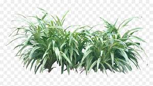 Download transparent tropical plants png for free on pngkey.com. Tropical Plant Pictures Transparent Png Plant Png Png Download Vhv