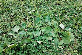 I lean on chris to get the job done right! How To Treat Common Lawn Weeds In Illinois Elite Lawn Care
