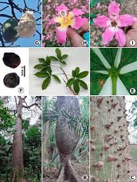 Image result for Ceiba