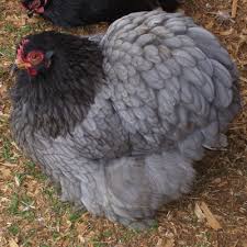 Some of the more common ones are extraordinary chickens. Variety Photos Cochins International