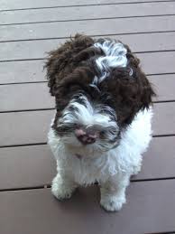 Male working pup excellent working prospect. Pin On My Sweet Lagotto Romagnolo Puppy