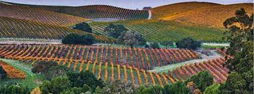 Napa auto parts technical support service in iowa. Wine Access Cult Napa Cab Worthy Of 250 500 Just 45 Milled
