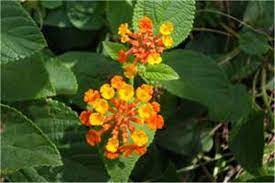 Factsheet Lantana Camara Lantana
