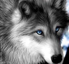 Black And Grey Wolf With Blue Eyes Wolf Pack Rp With Pics Wolf With Blue Eyes Beautiful Wolves Anime Wolf