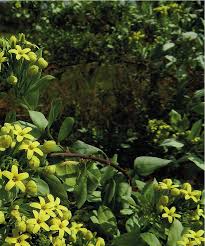 Image result for Combretum falcatum