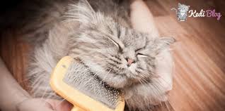 Kedilerde Tuy Ve Deri Bakimi Icin En Ideal 5 Kedi Mamasi Kedi Blog