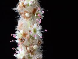 Image result for Triplaris americana